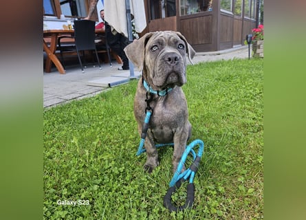 Cane Corso Italiano Mädchen