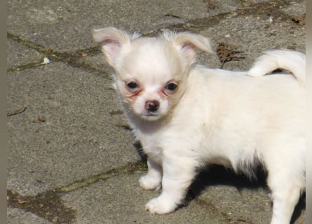 Kleine Dame in creme