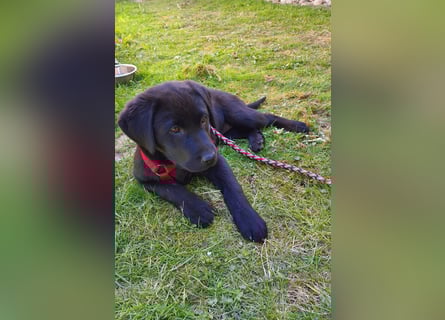 Labrador Weibchen Welpe