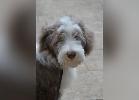 · BEARDED COLLlE WELPEN  · Ein faible für das Besondere!