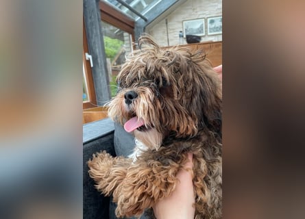Shih Tzu - Pudelmischlingswelpen abzugeben