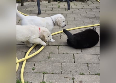Zauberhafte Retrieverwelpen