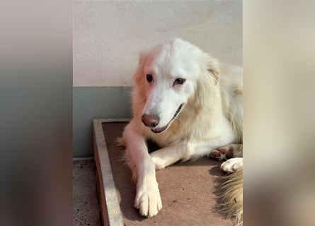 Der sanfte BODHI sucht ein liebevolles Zuhause