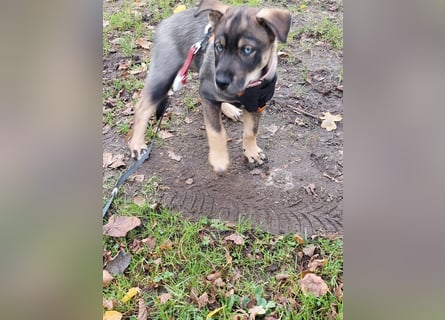 Siberian Husky mix.Welpe Hündin 10 Wochen # Rottsky # abgabebereit