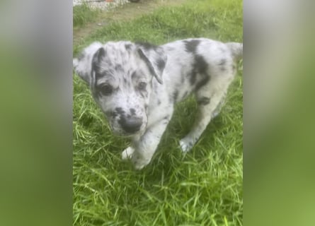 Süße Border Collie -Mudi mix Welpen