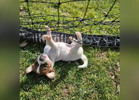 5 wunderschöne Jack Russel Terrier Welpen