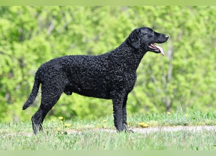 Curly Coated Retriever – braune Rüden (8 Wochen) aus dem Zwinger Cornrow