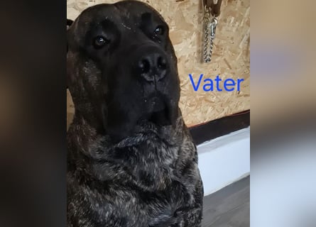 Presa Canario x Cane Corso 