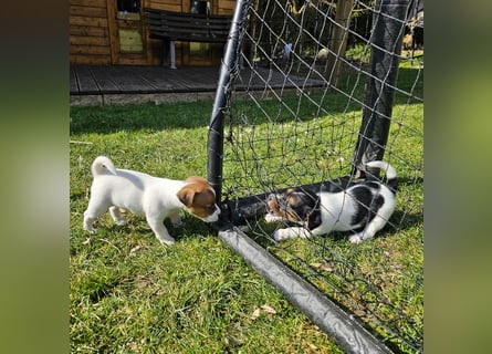 5 wunderschöne Jack Russel Terrier Welpen