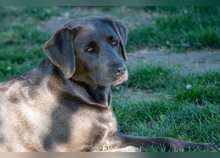 Reinrassige, schwarze Labrador-Welpen von der Mecklenburger Seenplatte