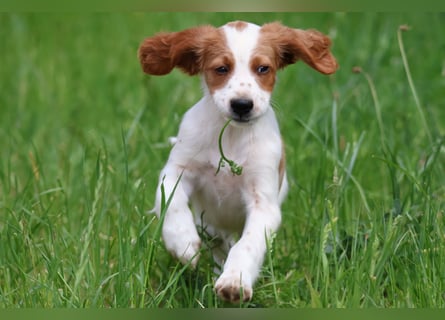 Sportlicher Familienhund - Irish Red and White Setter