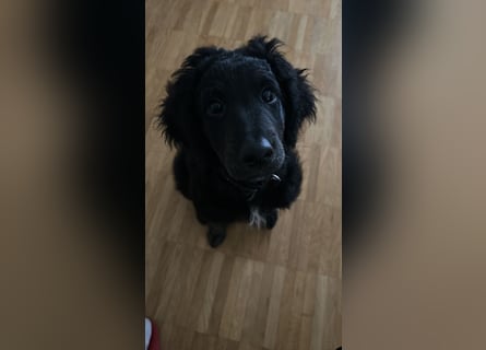 Aussiedoodle Welpe Bella * weiblich * 13 Wochen * gechipt, geimpft, entwurmt