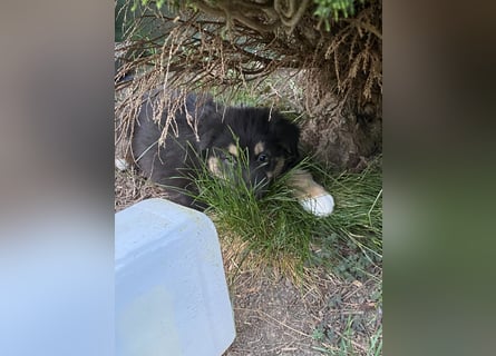 Supersüsse Australian Shepherd Welpen in der Farbe