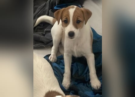 2 Rüden Parson russell Terrier Welpen ( ein Rüde ist reserviert!!!)