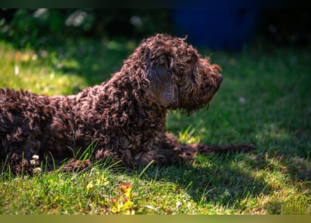 Lagotto Romagnolo Welpen, 6 Welpen suchen ein Zuhause