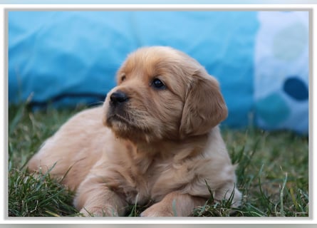 Golden Retriever Welpen vom Thüringer Wald