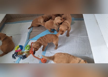 Golden Retriever Welpen