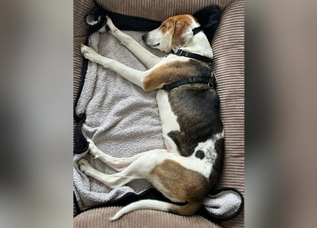 Verschmuster Familienhund Lona, zu besuchen in Bad Nauheim