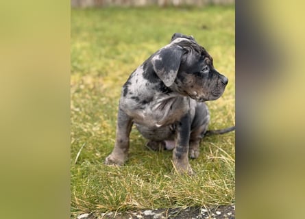Super schöner Two Face American Bully XL Rüde