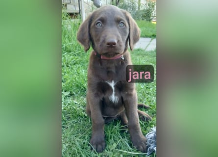 Welpen Labradoodle F1 Braun Groß Könispudel x Labrador