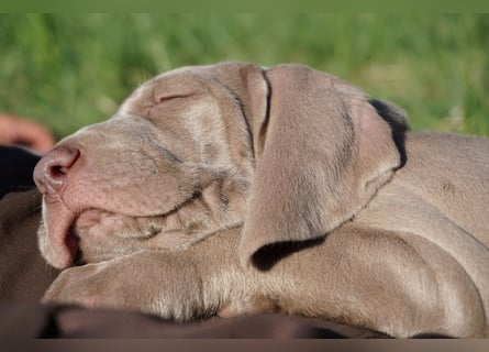 zuckersüße Weimaranerwelpen