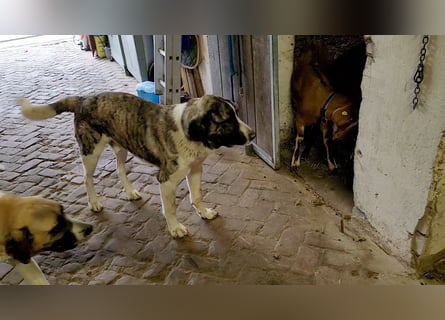 Transmontano  Herdenschutzhund / Wachhund
