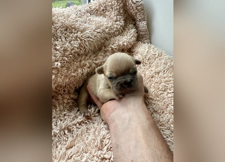 Gesunde Sportliche Französische Bulldoggen aus Familienzucht!