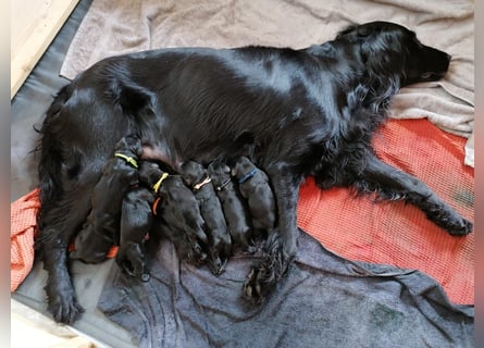Schwarzer Flat Coated Retriever Rüdenwelpe