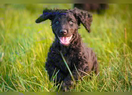 Irish Water Spaniel Welpen / Nichthaarend / FCI - VDH Zucht