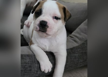 American Bulldog Welpen aus Hybrid/Standard Verpaarung ab Mitte Juni abzugeben, www.cocodin-bulls.de