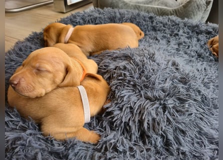 Magyar Vizsla Welpen reinrassig