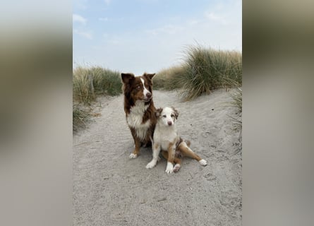 Australian Shepherd Welpin klein kurzhaar blaue Augen