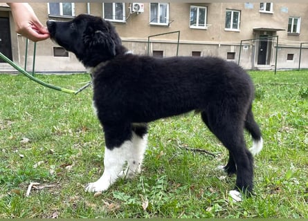 Border collie