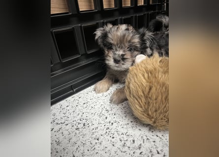 Maltipoo - Welpen - Rüden und Hündin