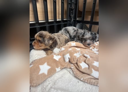 Maltipoo - Welpen - Rüden und Hündin