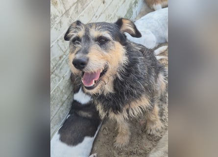 Verschiedene tolle Fellnasen  suchen ein  Zuhause