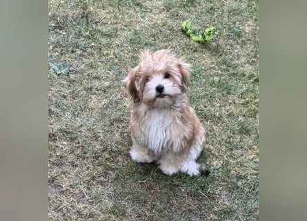 Zwei süße Hundewelpen suchen noch ein liebevolles Zuhause!