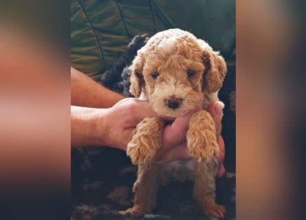 Wunderschöne Maltipoo Welpen
