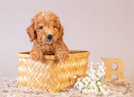 GoldenDoodle - medium mit welligem - lockigem Fell
