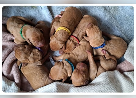 Magyar Vizsla Welpen suchen ab Mitte März ein neues liebevolles Zuhause