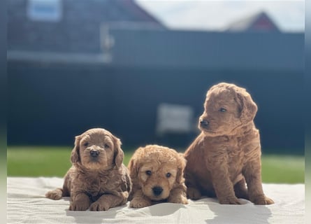 Labradoodle Welpen F2 Mini