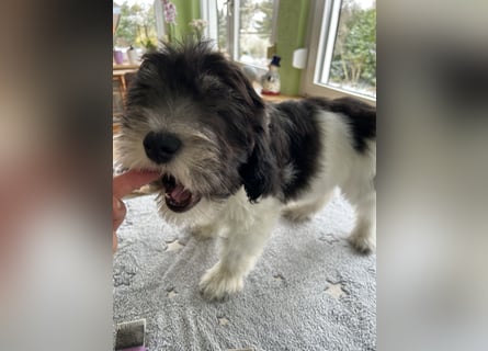 Polski Owczarek Nizinny - Polnischer Niederungs Hütehund -  PON