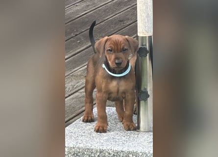 Deutscher Pinscher Welpen aus dem Haus ,,Cava Land" FCI Zucht