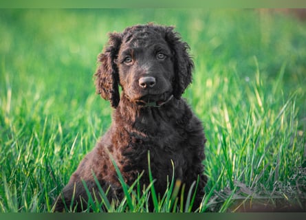 Irish Water Spaniel Welpen / Nichthaarend / FCI - VDH Zucht