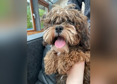 Shih Tzu - Pudelmischlingswelpen abzugeben