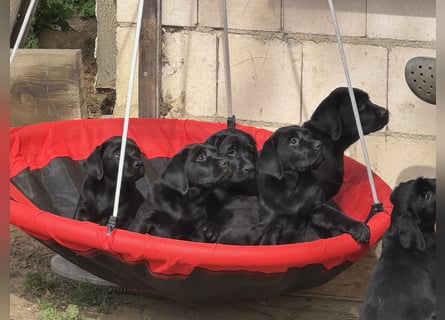 Nur 2 Labrador Weibchen mit Ahnenpass 2 Rüden & 6 Weibchen in Schwarz