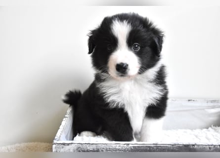 Miniature American Shepherd Welpen, Mini Aussies vom Züchter mit Papieren