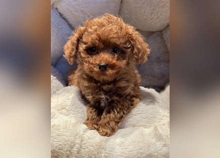 Sehr schöne und gesunde Maltipoo Welpen