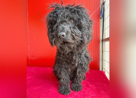 schmusige Puli-Hündin XENA - 2 Jahre, 40cm/12kg 