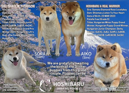 Wunderschöne Shiba Inu Welpen suchen ein liebevolles Zuhause!